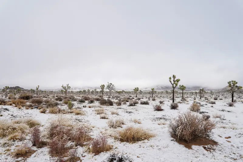 A desert plain dusted with snow, dotted with Joshua trees under a grey sky