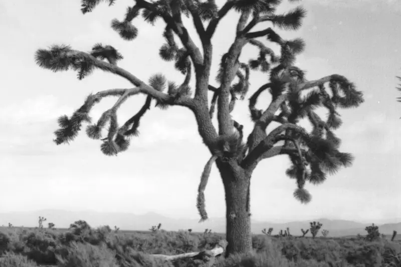 A single Joshua tree standing in open, unbuilt desert near Lancaster in 1904