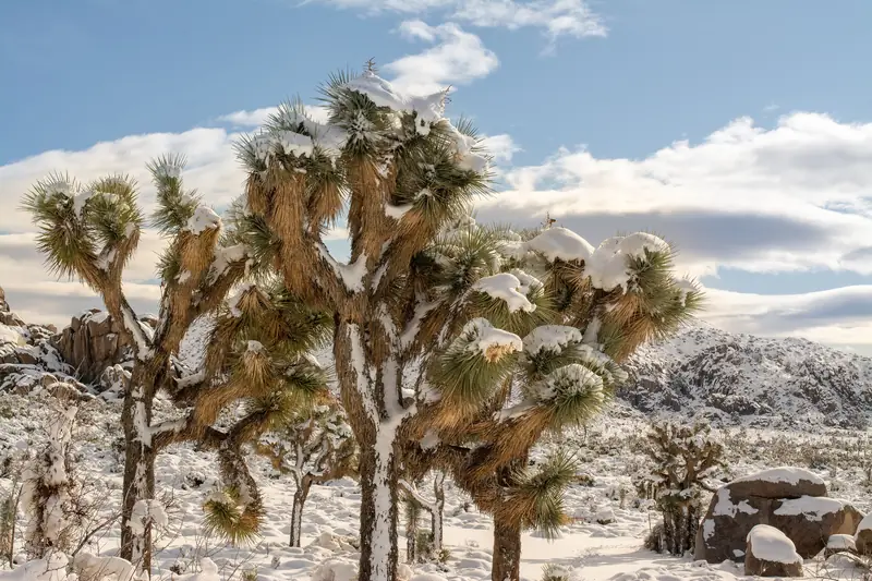 Joshua trees with snow on their branches after a desert winter storm, photographed in the Mojave Desert