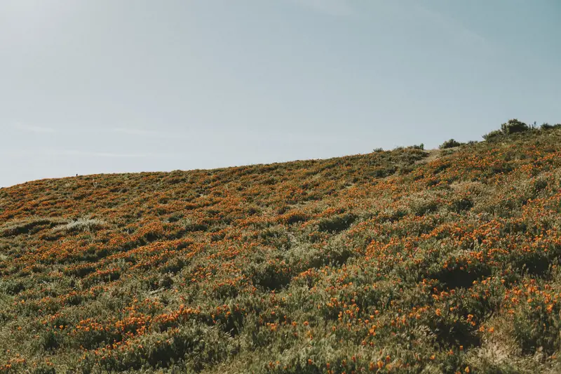A hillside covered in orange California poppies near Lancaster