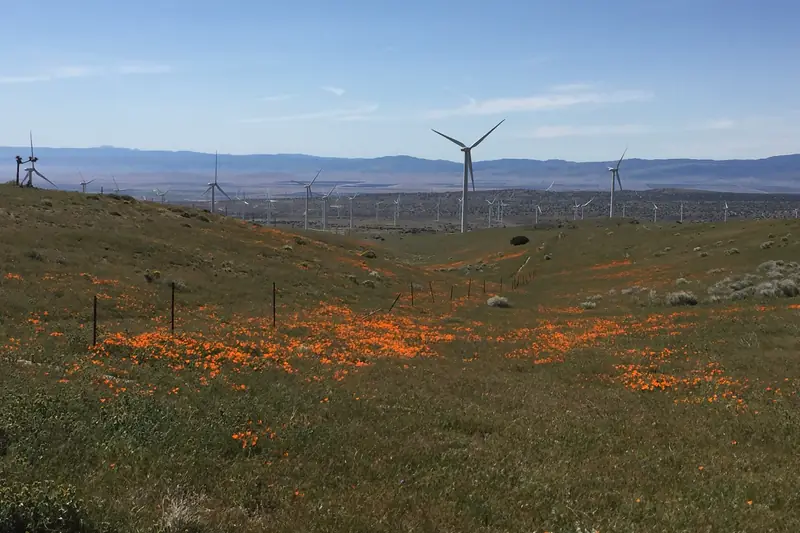 Wind turbines on the hills above a field of orange poppies in the Antelope Valley